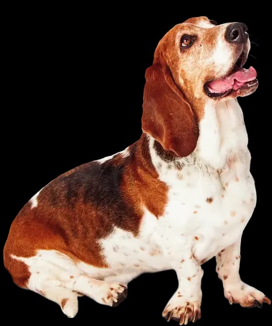 Un basset hound sentado con la lengua de fuera