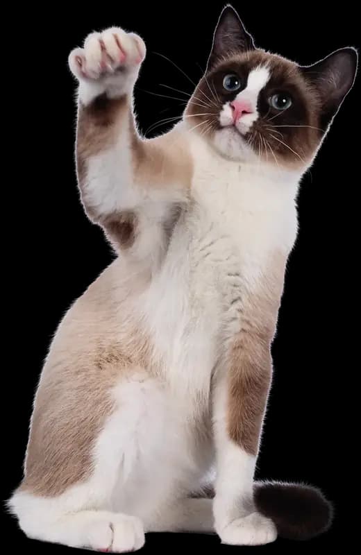 Un gato levantando la pata hacia un juguete