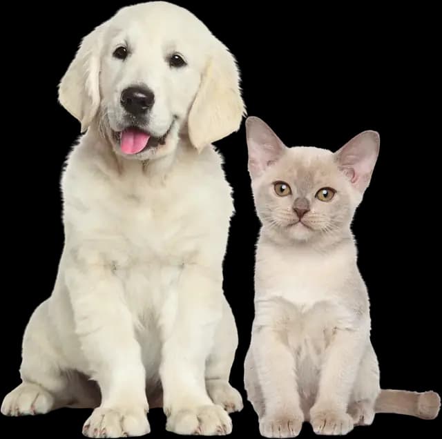 Un cachorro golden retriever sentado junto a un gatito